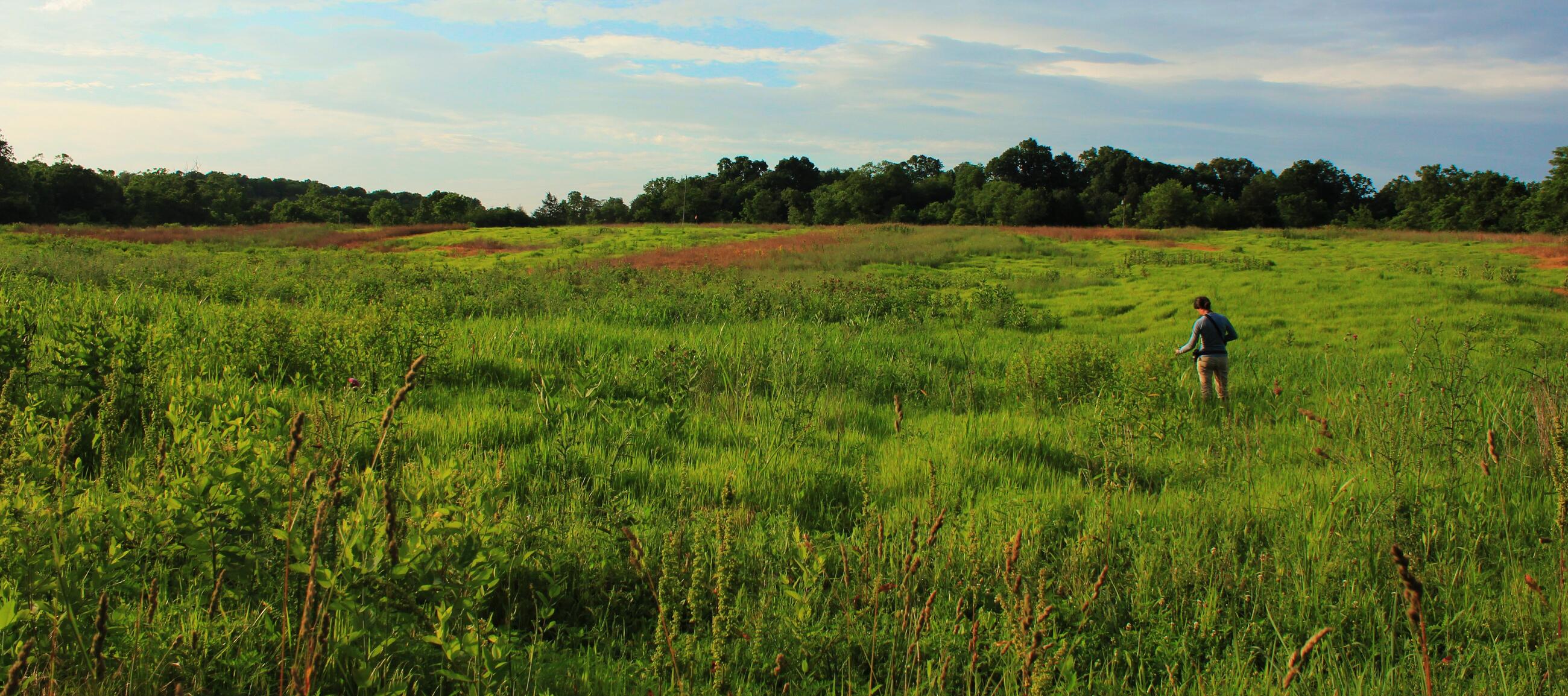 SCBI researchers and citizen scientists identify plants, birds and bees in Virginia's grasslands.