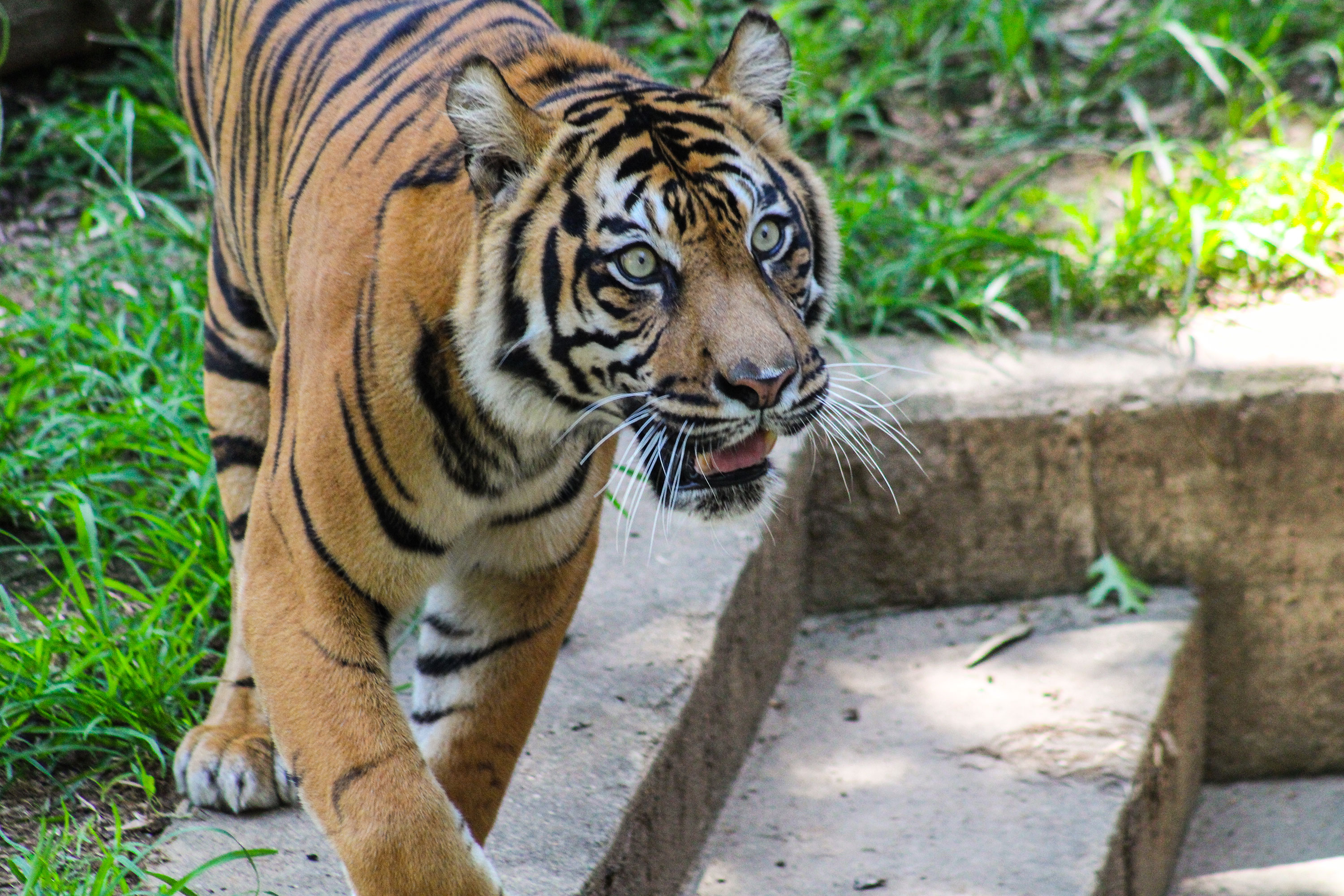 Female Sumatran tiger Damai in the Great Cats exhibit.