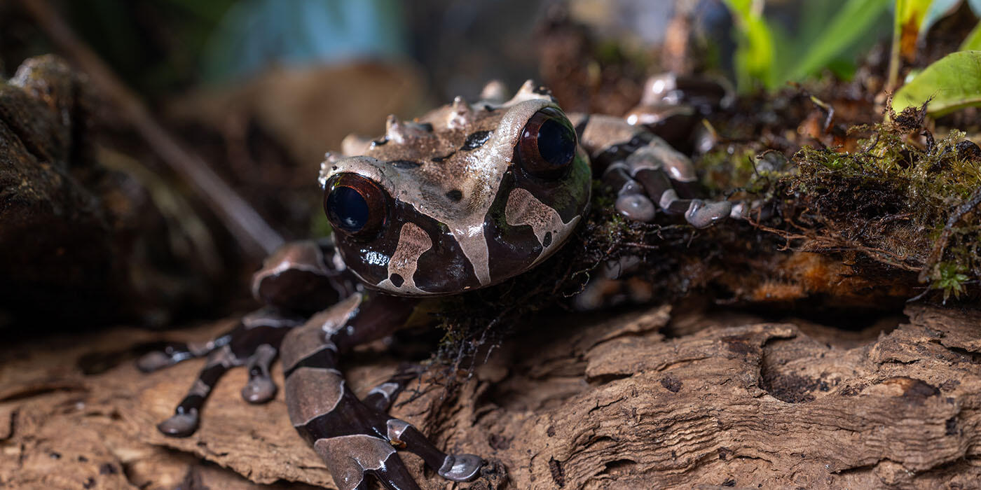 A black-and-brown frog in a terrarium