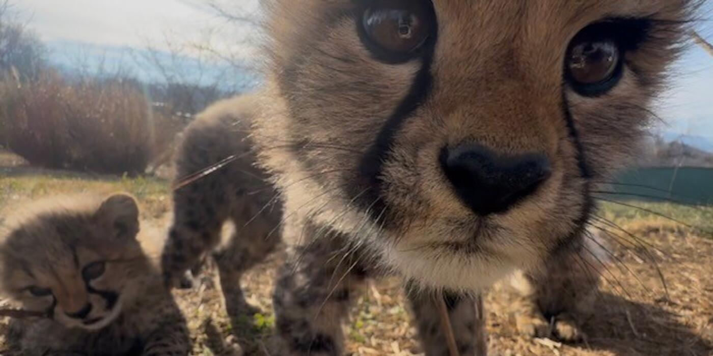 Cheetah cub puts her nose next to the camera lens