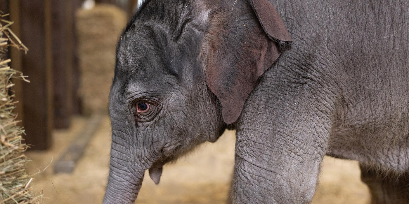 Asian elephant calf Linh Mai. (Roshan Patel/Smithsonian)